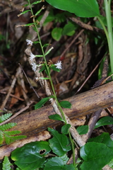Ainsliaea macroclinidioides
