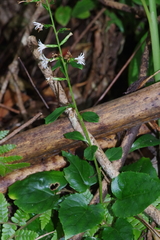 Ainsliaea macroclinidioides