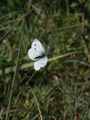 Pieris napi