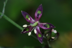 Technomyrmex brunneus