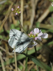 Pieris napi