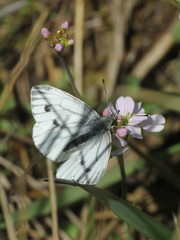 Pieris napi