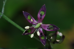 Technomyrmex brunneus