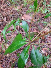 Pittosporum venulosum