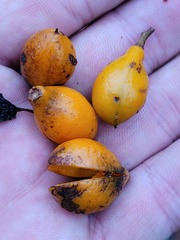 Pittosporum venulosum