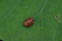 Gergithus okinawanus