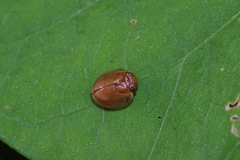 Gergithus okinawanus