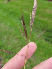 Sorghum leiocladum