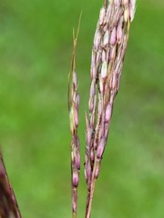 Sorghum leiocladum