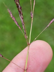 Sorghum leiocladum