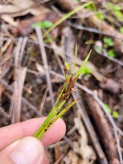 Scleria mackaviensis