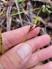 Scleria mackaviensis