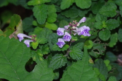 Scutellaria rubropunctata