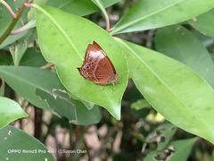 Abisara saturata kausambioides