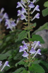 Scutellaria rubropunctata