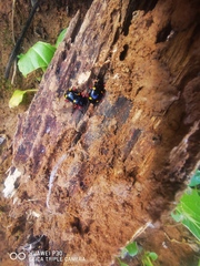 Eumorphus quadriguttatus pulchripes
