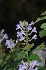 Scutellaria rubropunctata