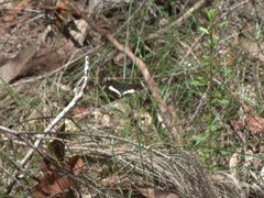 Platagarista macleayi