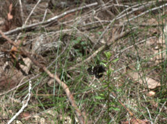 Platagarista macleayi