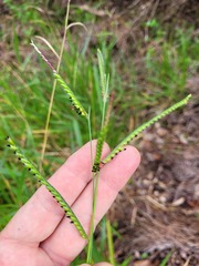 Urochloa eminii