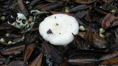 Hygrophorus cossus