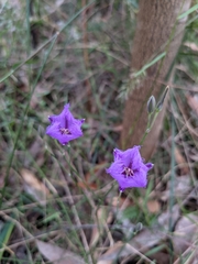 Thysanotus tuberosus tuberosus