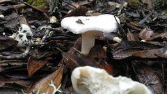 Hygrophorus cossus