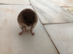 Microtus lusitanicus