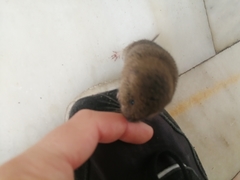 Microtus lusitanicus