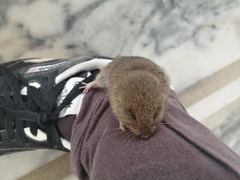 Microtus lusitanicus