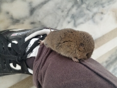 Microtus lusitanicus