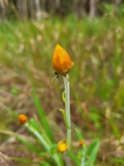 Xerochrysum strictum