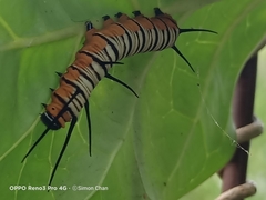 Euploea crameri bremeri