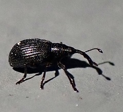 Ischnopterapion virens