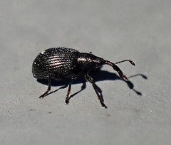 Ischnopterapion virens