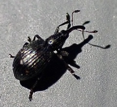 Ischnopterapion virens