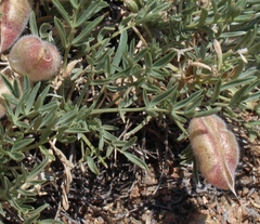 Oxytropis subverticillaris