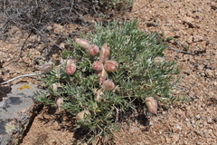 Oxytropis subverticillaris