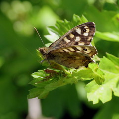 Pararge aegeria