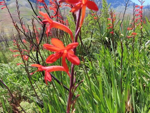 Image of Watsonia angusta by (c) linkie, some rights reserved (CC BY)