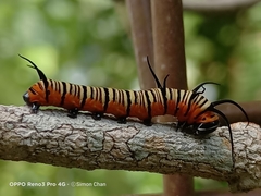 Euploea crameri bremeri