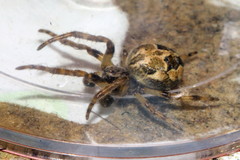 Larinioides cornutus