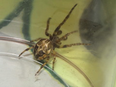 Larinioides cornutus