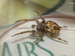 Larinioides cornutus