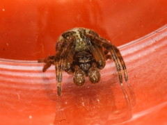 Larinioides cornutus
