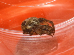 Larinioides cornutus