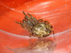 Larinioides cornutus