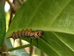 Euploea crameri bremeri