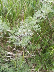 Artemisia alba
