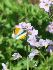 Anthocharis cardamines
